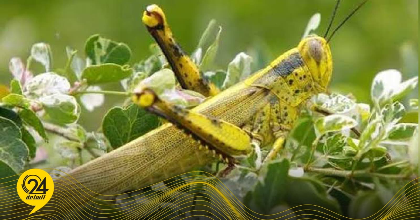 Locust Control in Beni Walid Farms