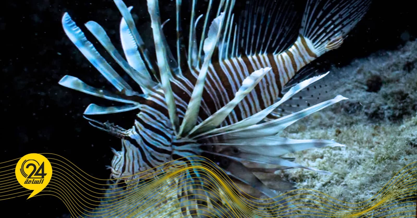 Sea chicken spreads, endangering fish