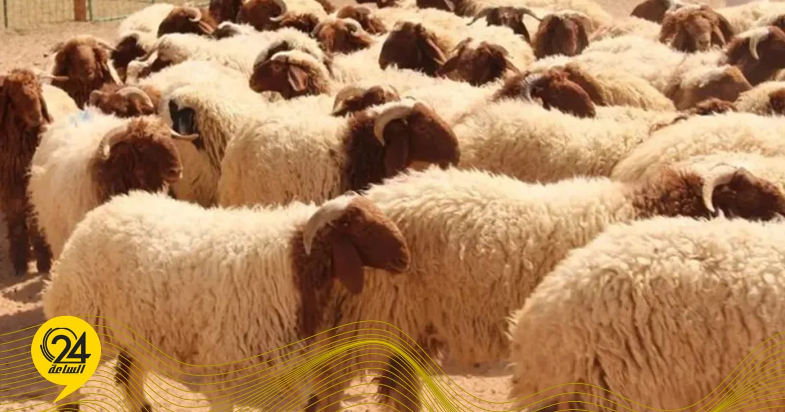 انخفاض مستمر للأغنام بوادي كعام وقلق من الحمى القلاعية