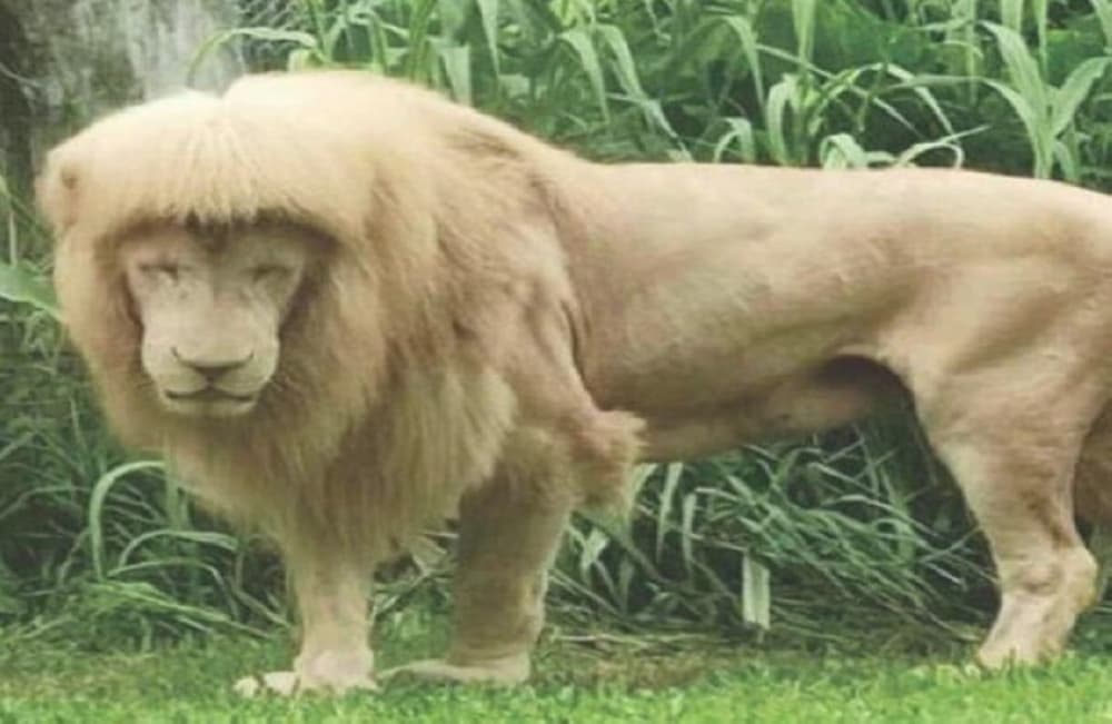 Lion Han Han passes away