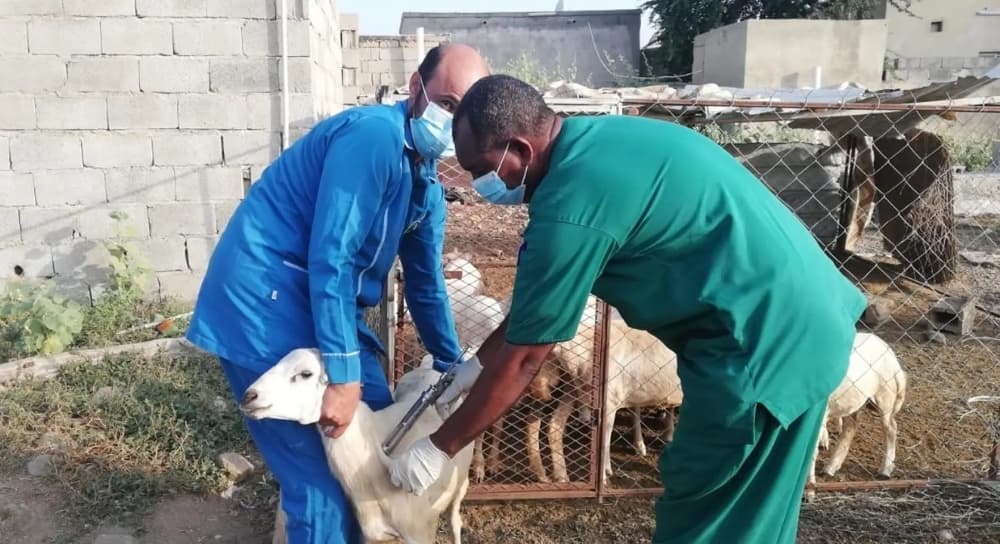 Livestock Markets: 990 Warnings, 543 Violations