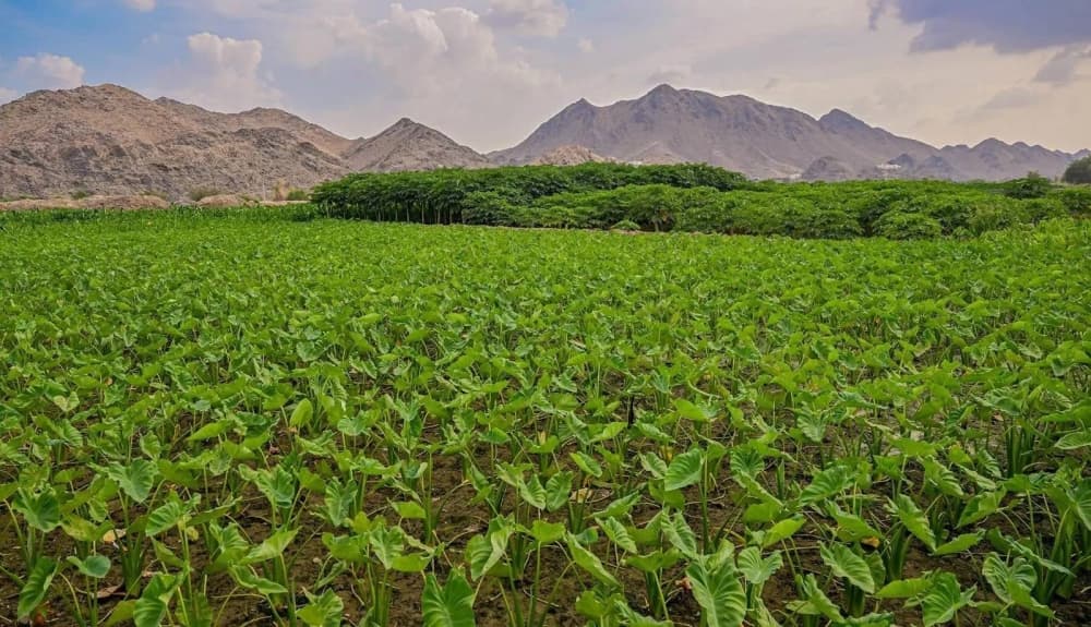 التوزيع والتراخيص يوسعان الأراضي الزراعية