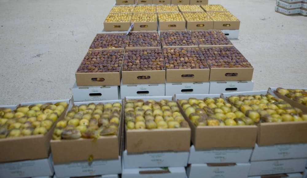 عسير تبدأ حملة لتحسين تمورها