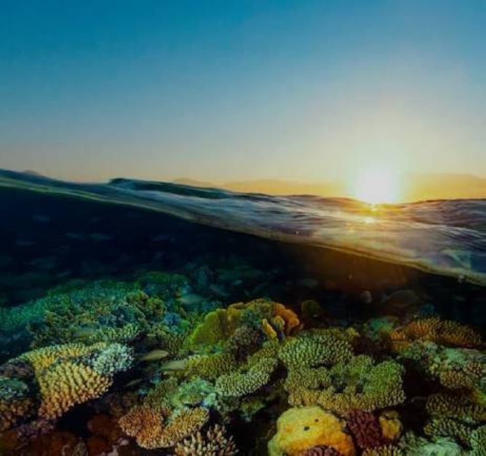 الشرق الأوسط الأخضر يناقش مكافحة التصحر في COP17