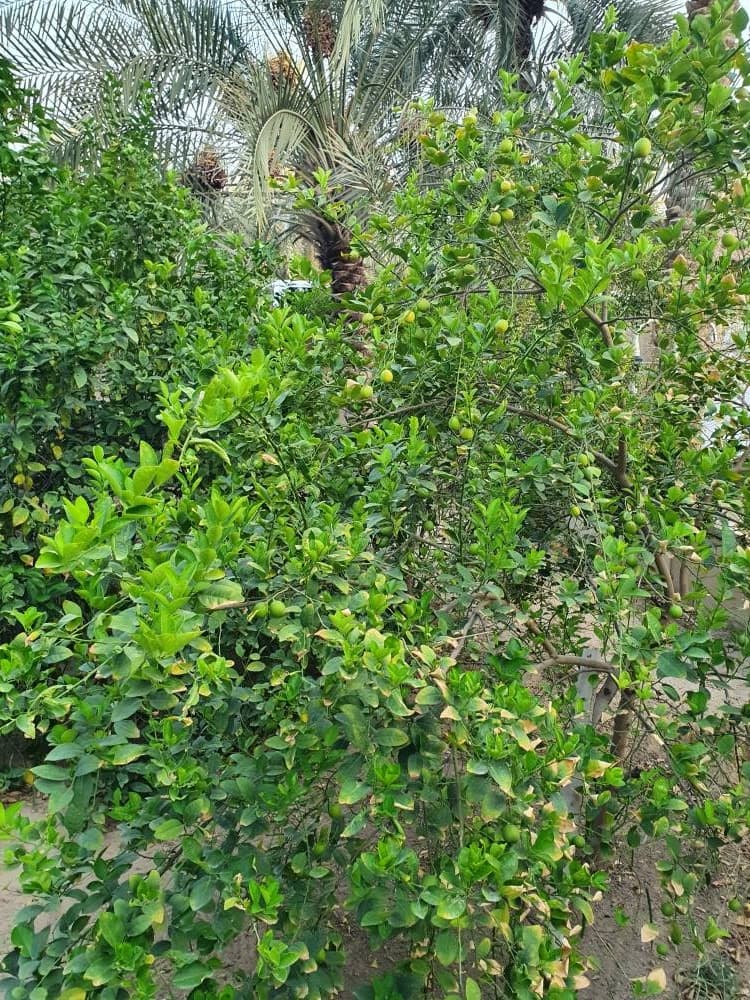 Loquat Trees Boost Al-Ahsa Economy