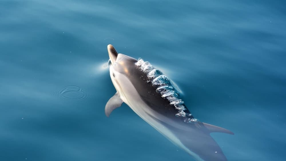 Dolphins pass down hunting techniques