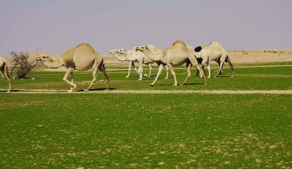 تحديث رقمي لسجلات الثروة الحيوانية