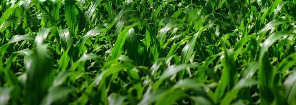Labs Ready for Plant Testing