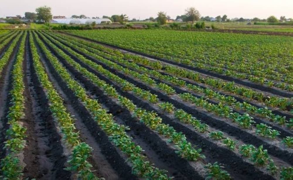 Digital license for farming