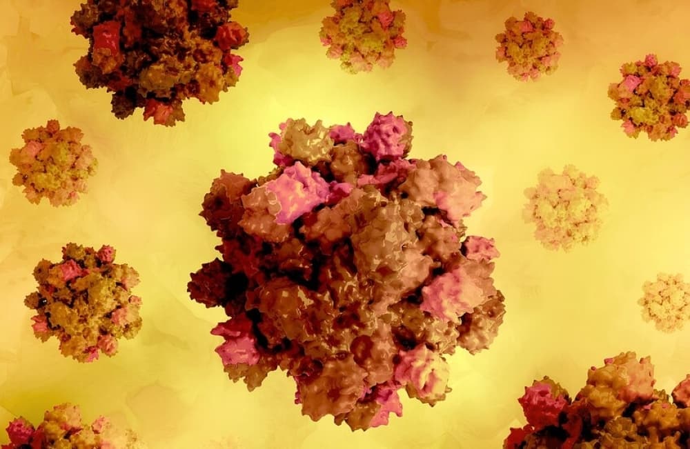 Pregnancy hormone impacts hepatitis