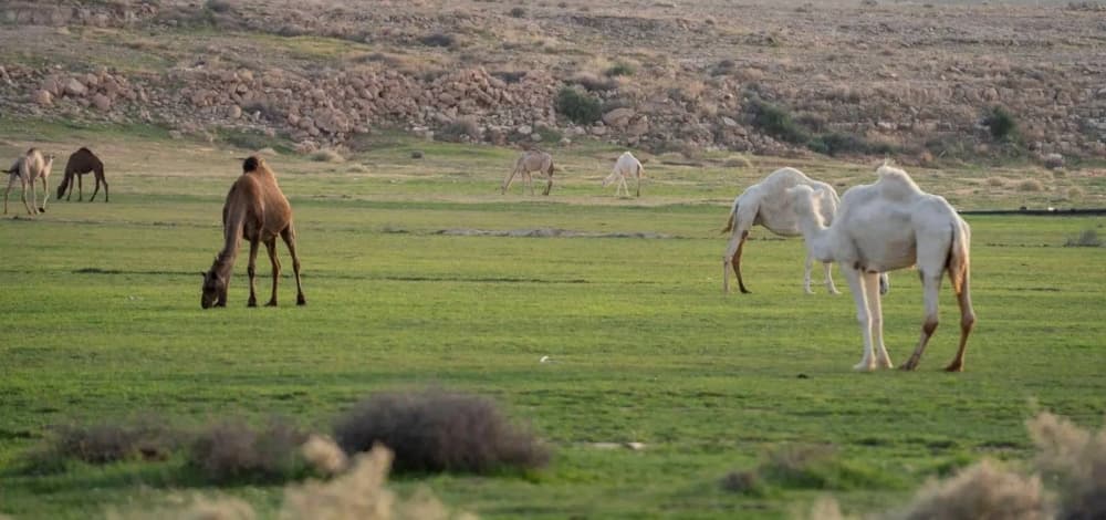 Early departure from grazing zones
