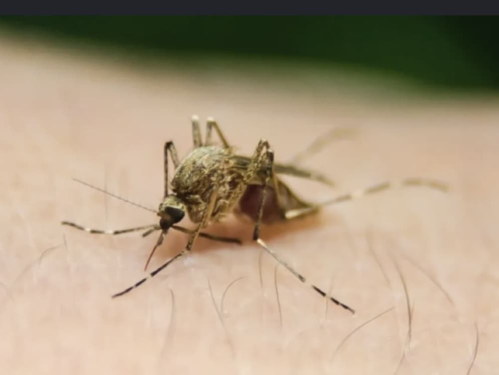 مليون حالة بفيروس غرب النيل