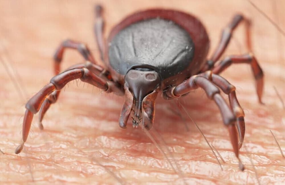 Emerging Tick Virus in China