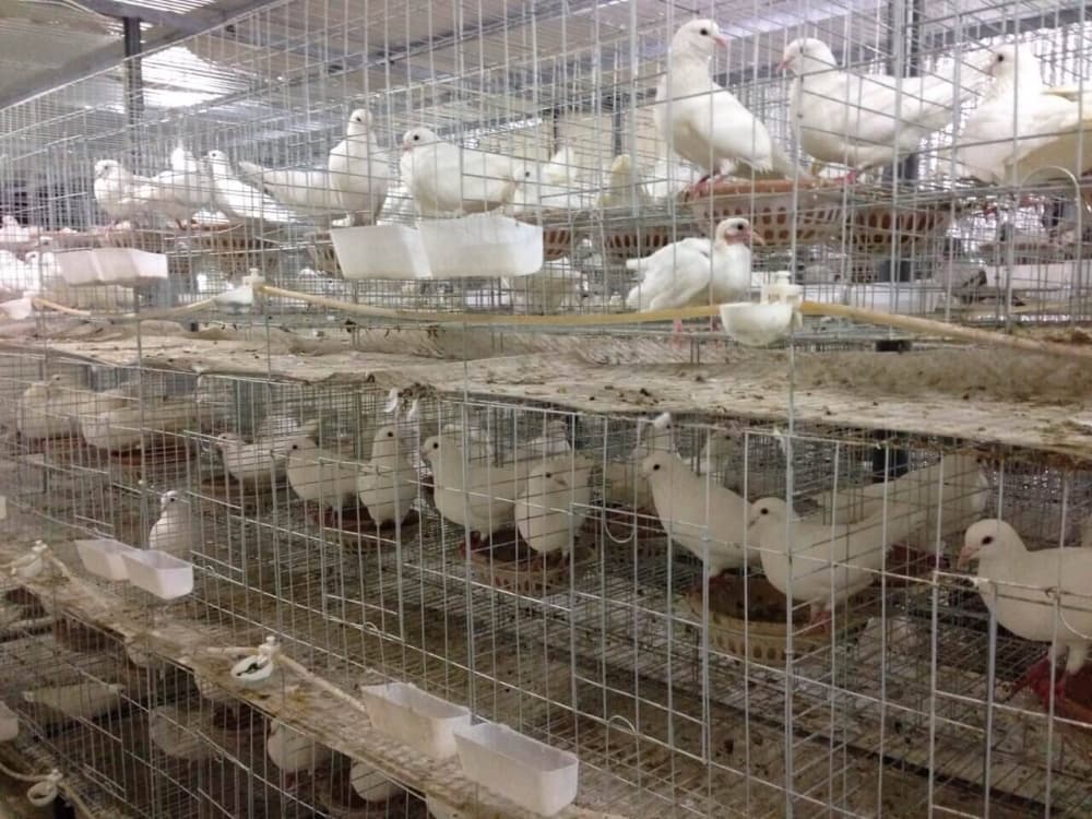 Broiler Projects with 40 Percent Profit