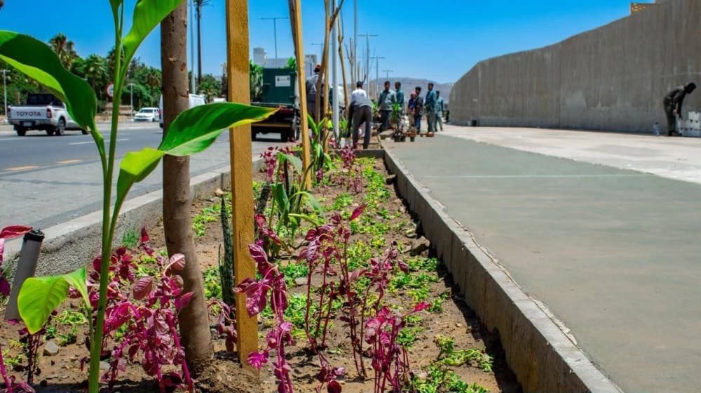 Asir features 800,000 roses and 600,000 trees