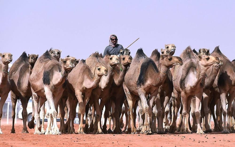 New camel trading regulations issued