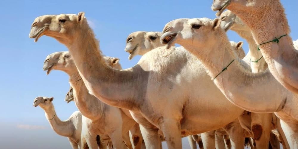 ضوابط تجارة الإبل سارية