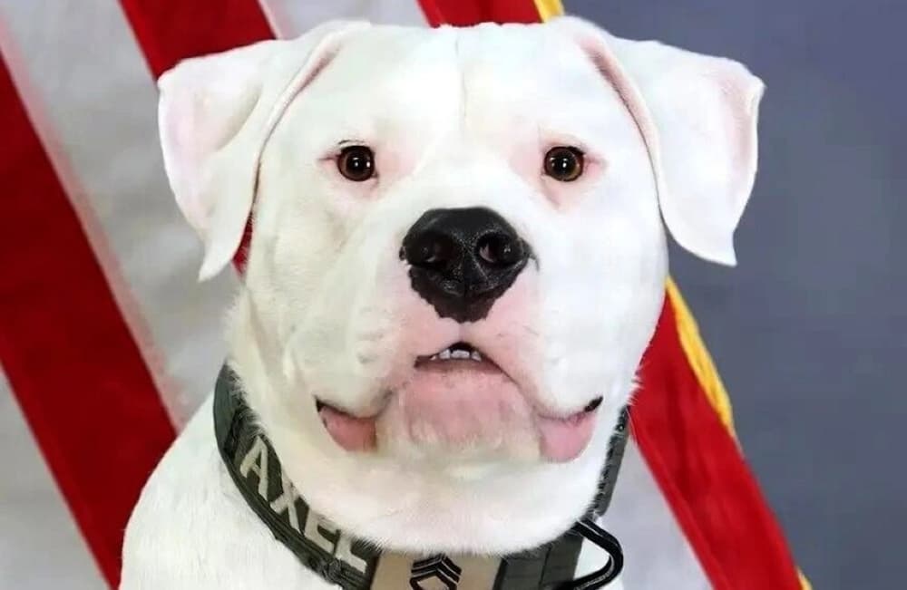 Deaf dog enlists as guard corporal
