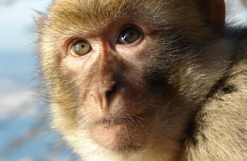 Monkeys Engaged in Ransom Bargaining