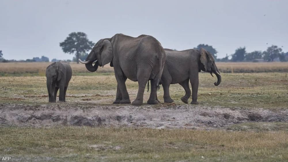 Botswana culls 23 elephants for event