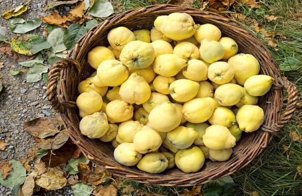 Quince benefits digestion and immunity