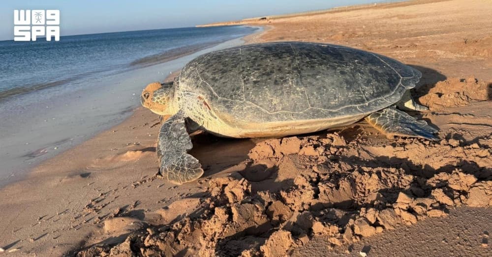 Saudi Initiatives to Safeguard Sea Turtles