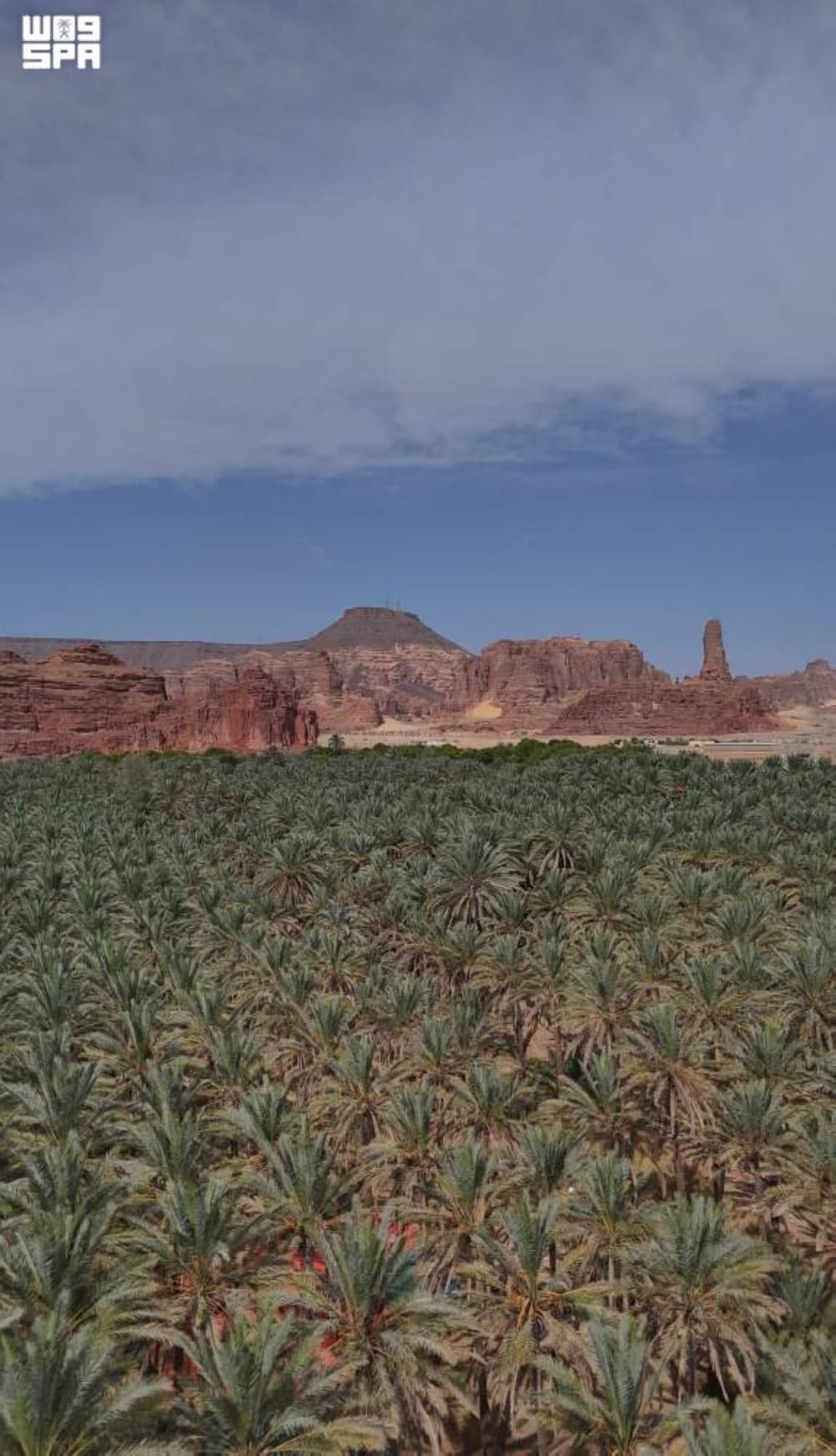 Al-Ula farmers export dates globally