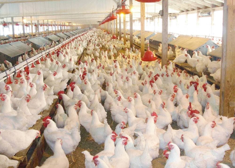 Saudi Arabia produces 1.4 million tons of poultry