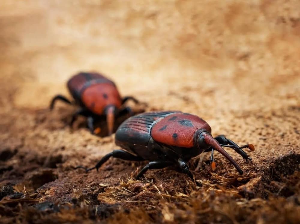 Date Palm Pests and Fraud Impact Market