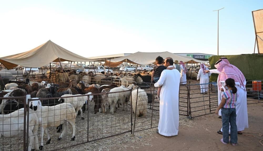 استيراد الأفراد ينشط سوق المواشي