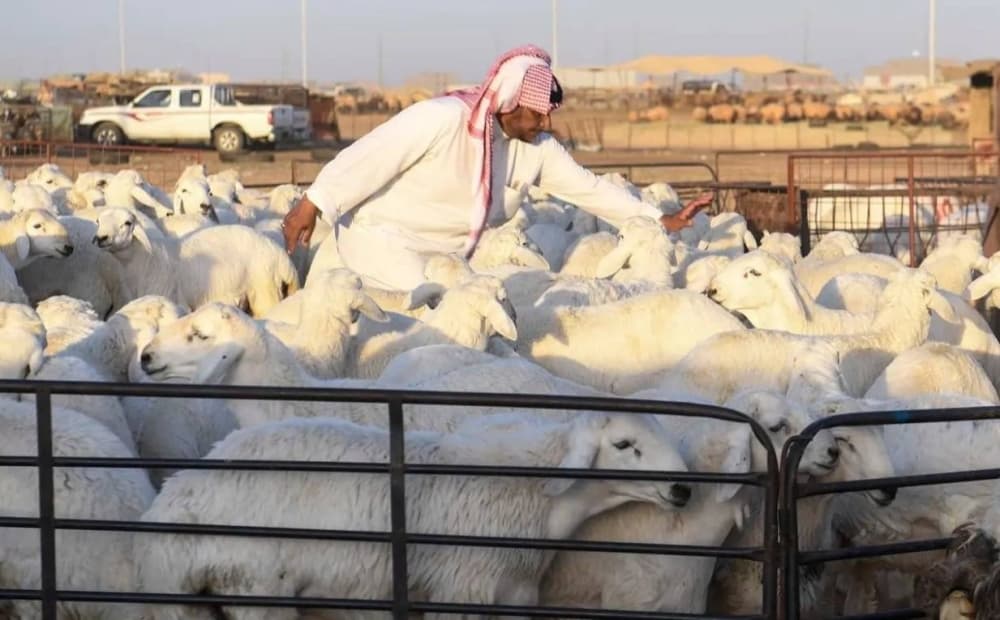 منصة إلكترونية لتنظيم حلال الغنم والماعز