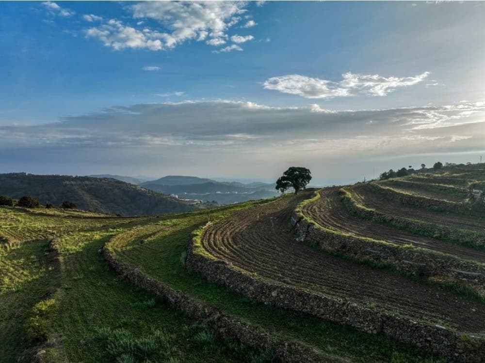 Al-Araini: Soudah forests recover naturally