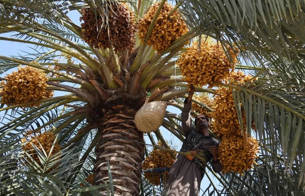 شراكة حكومية وخاصة لحماية النخيل
