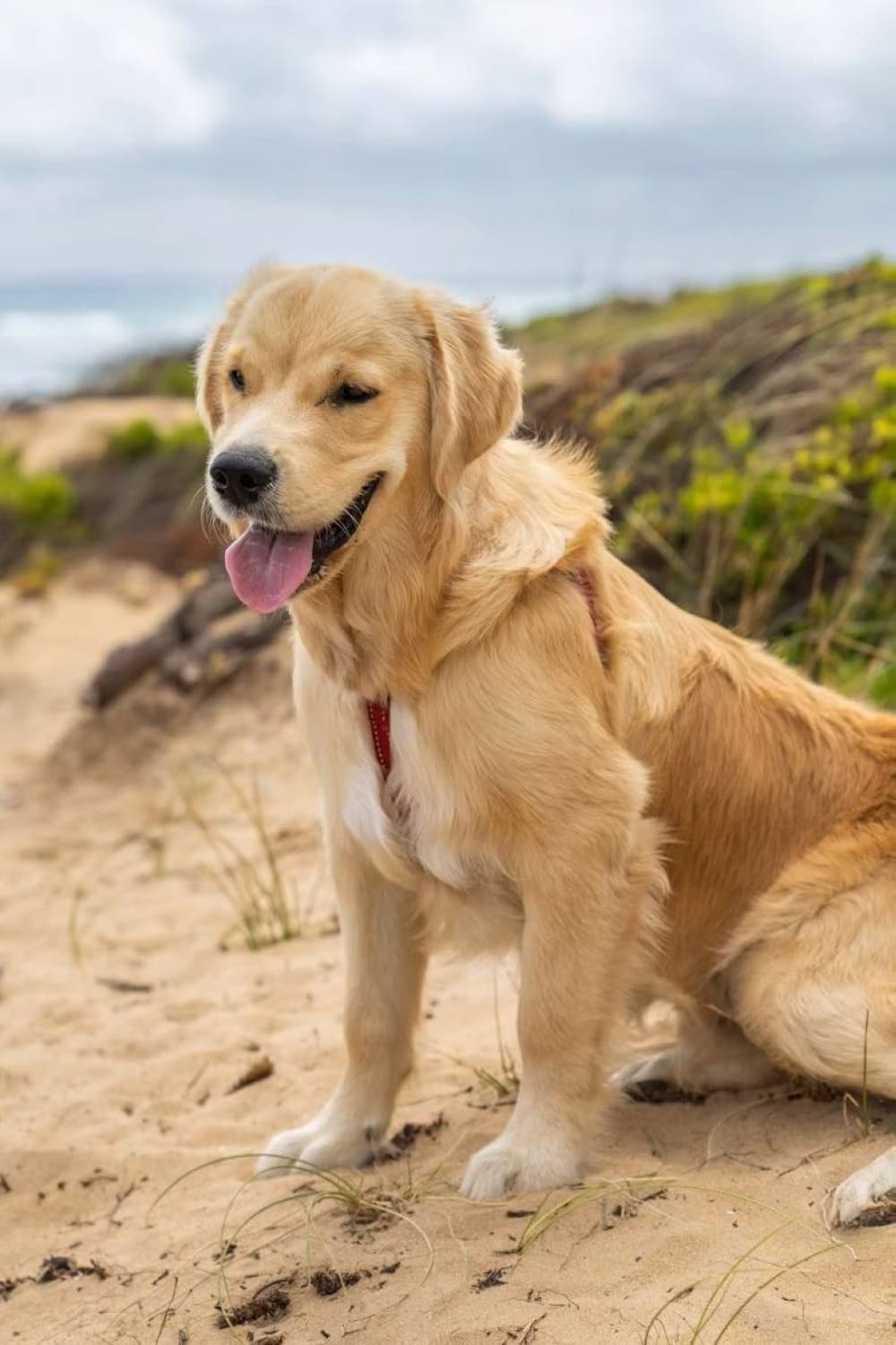 Reasons for early death in large dogs