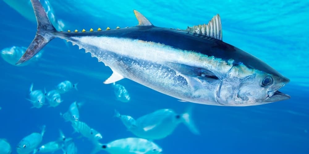 Will Tuna Vanish from Our Plates