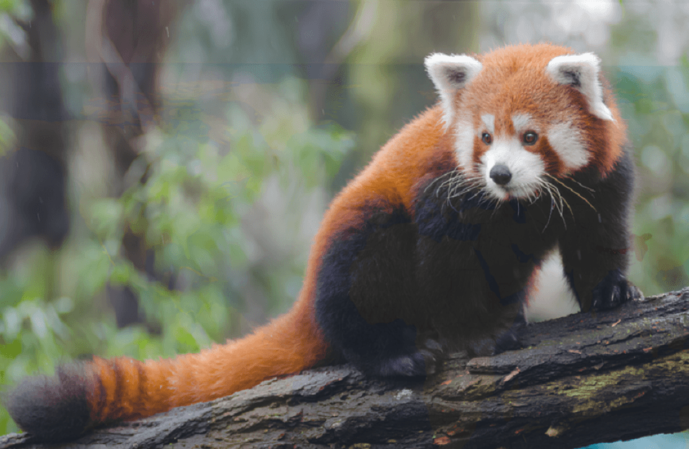 US votes on panda name selection