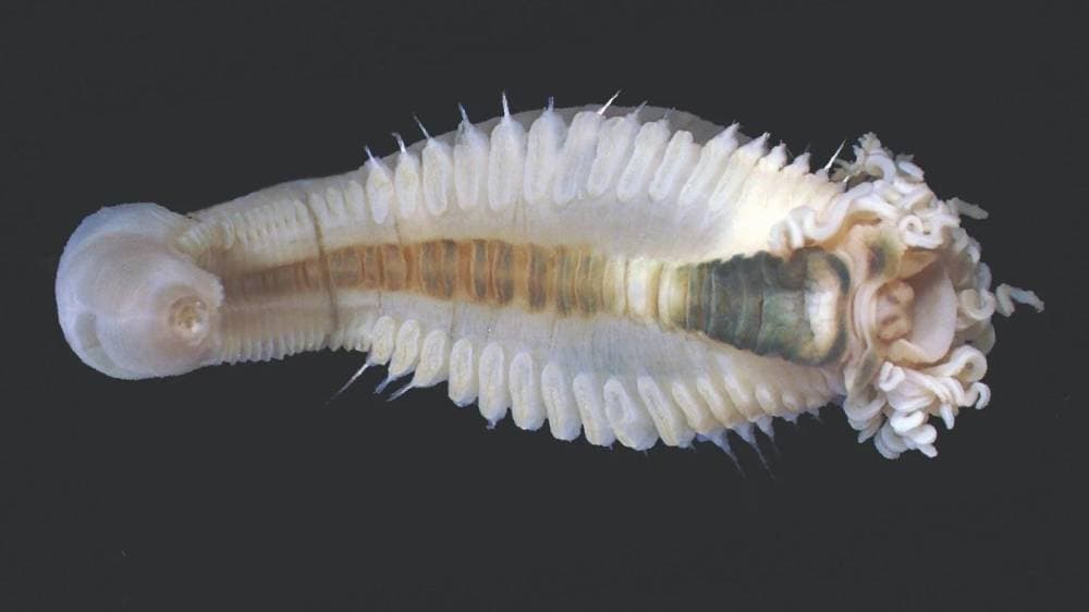 Worms Found in Strange Disks