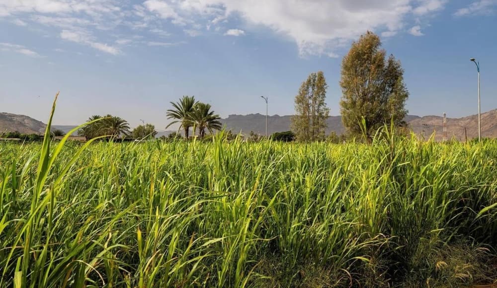 City bans perennial fodder planting