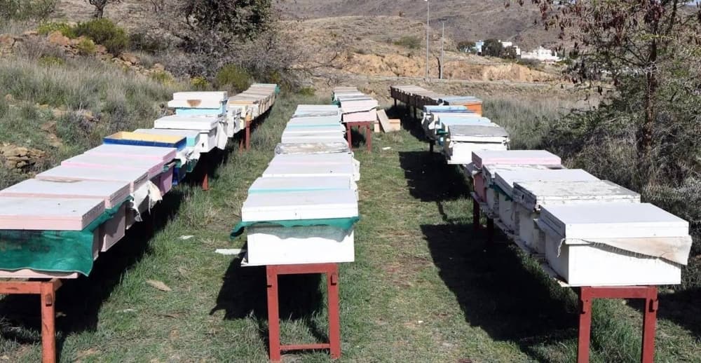 August drought risks Sidr nectar in Al Bahah