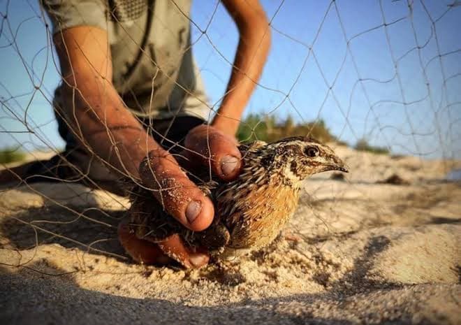 الأمن يحذر مخالفين الصيد ويفرض غرامة 5 آلاف