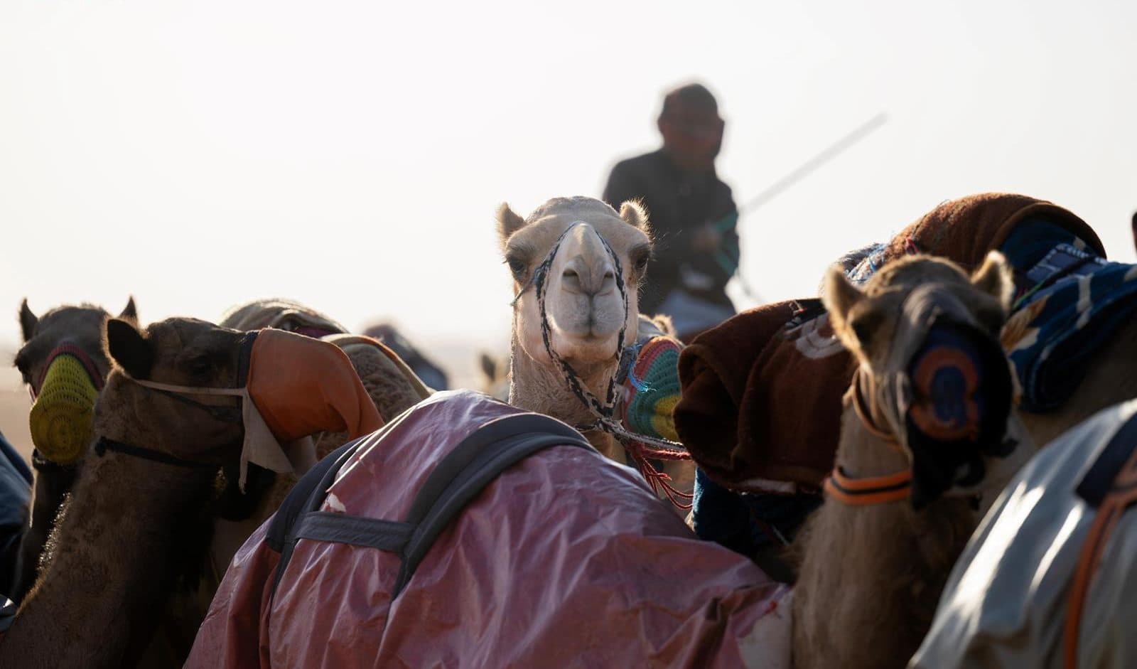 Environment Ministry boosts camel festival checks