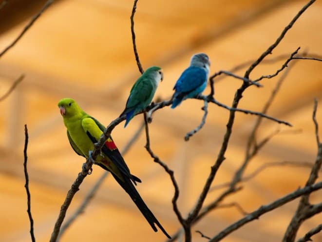 حدائق الطيور في الهدا.. وجهة صيفية ترفيهية تجذب زوار الطائف
