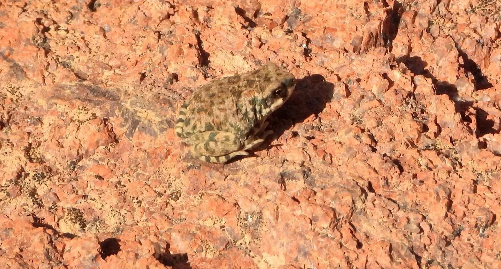 اكتشاف علمي نادر يُوثق أول حالة "افتراس ذاتي عكسي" في محمية الملك سلمان