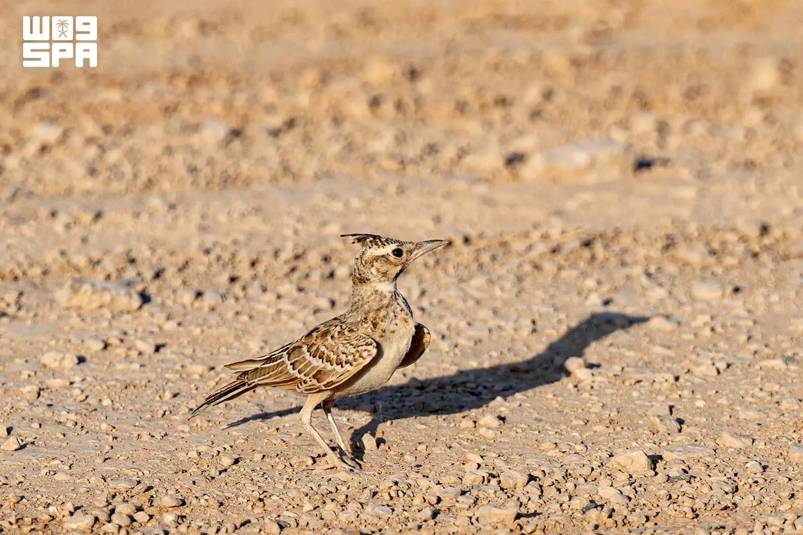 Crowned crow boosts desert biodiversity