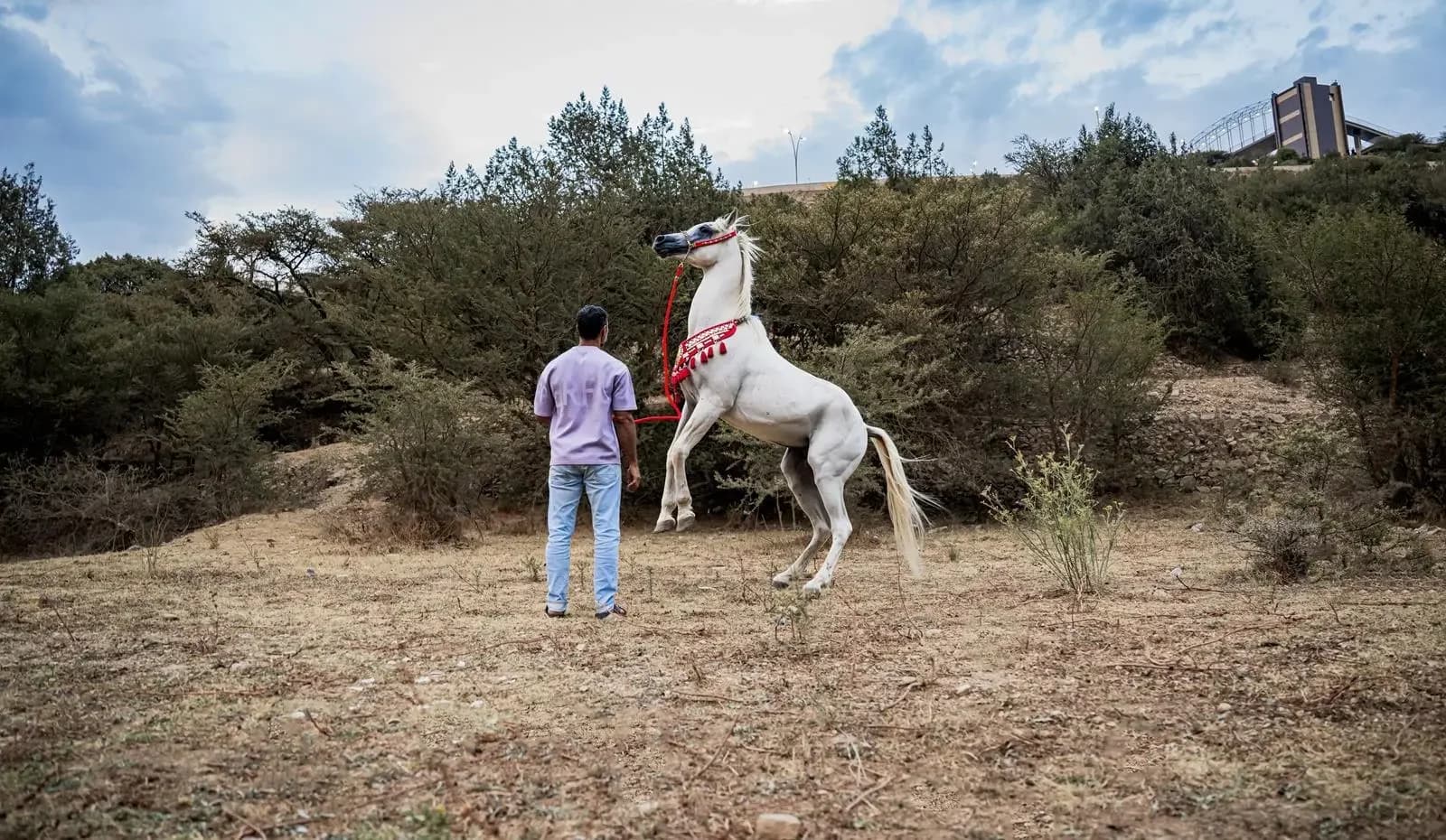 الخيل العربية تزين غابة رغدان في صيف الباحة