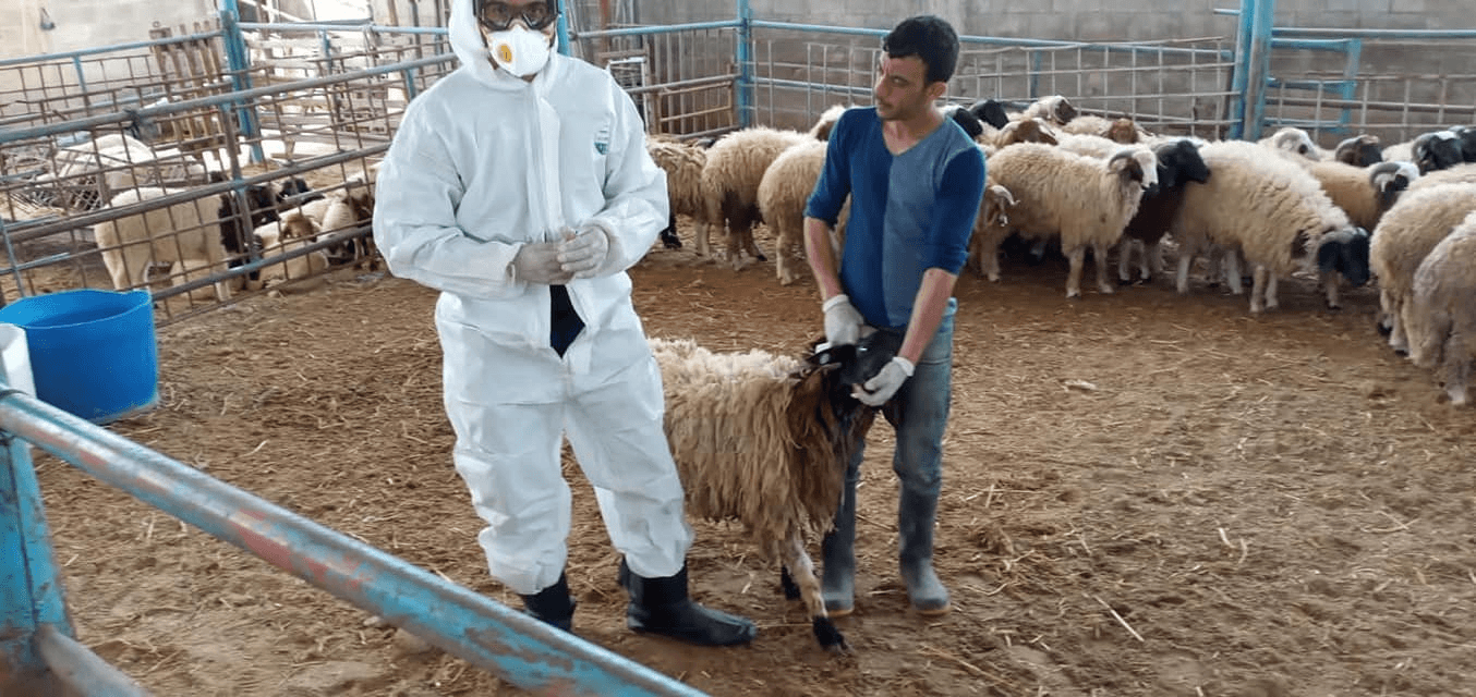 «وقاء» يوضح أعراض الحمى المالطية وطرق حماية الحيوانات