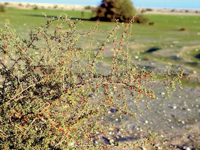 Al-Awsaj fungus supports sustainability