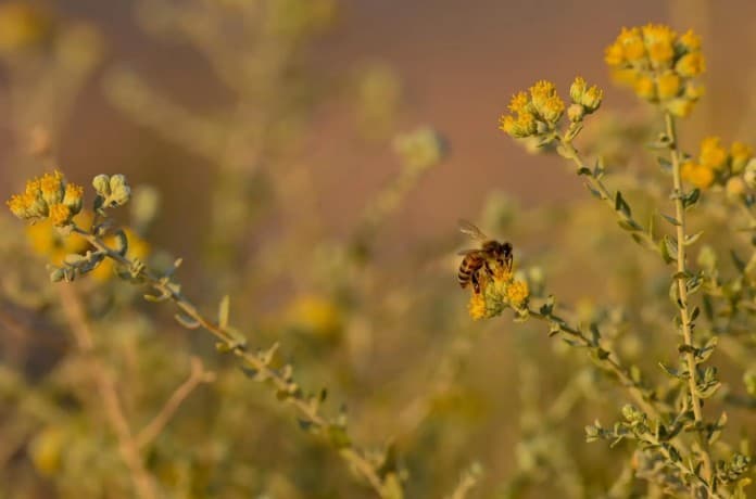 Plants in King Salman Nature Reserve