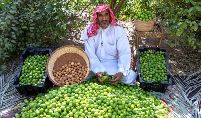 اللومي الحساوي يتحول من زراعة إلى منتج خليجي