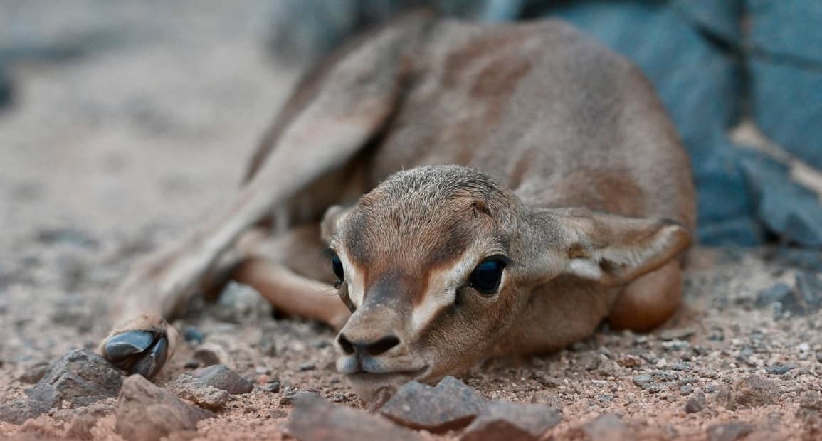 Endangered Gazelle Birth Confirmed at Imam Saud Reserve